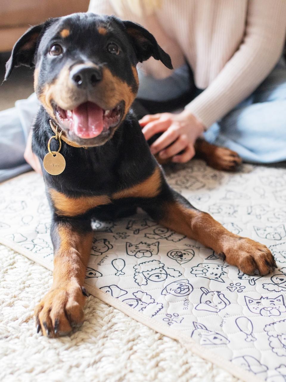 Happy black and tan dog lies on Potty Buddy pads while a person gently pets it indoors on a soft carpet.