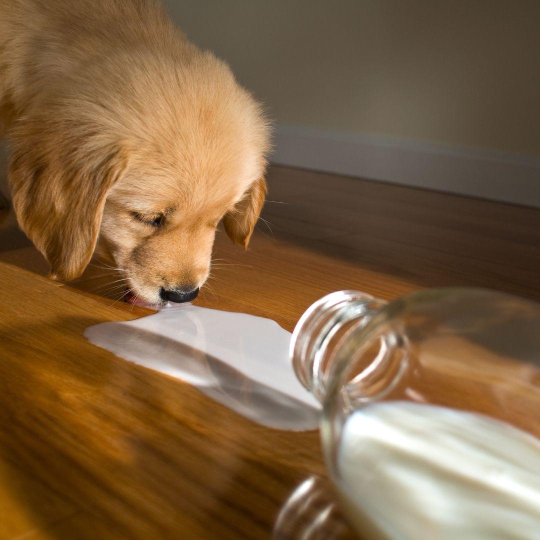 Puppy lapping milk from floor