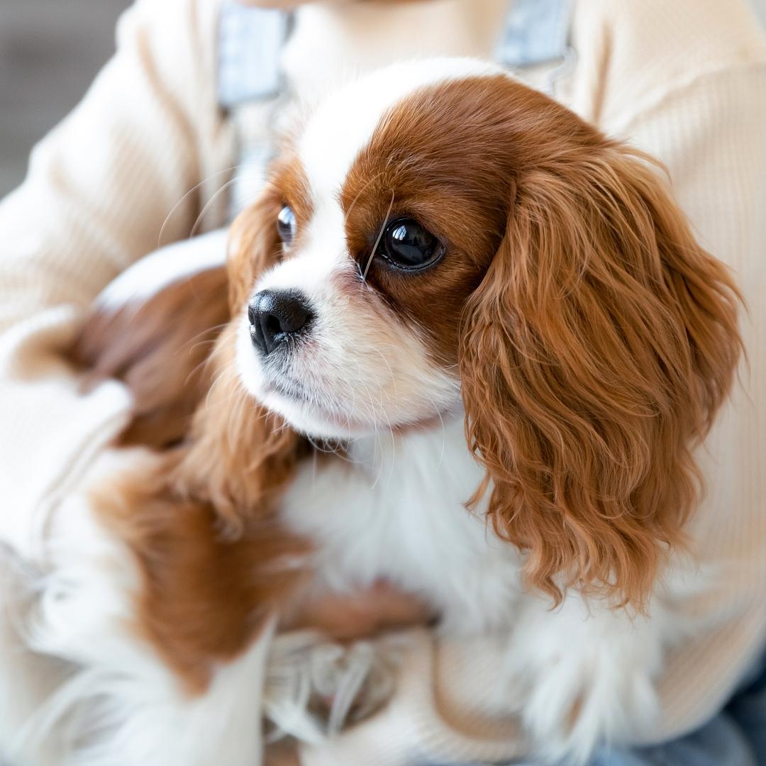 A little Cavalier King Charles Spaniel puppy at the arms of a child