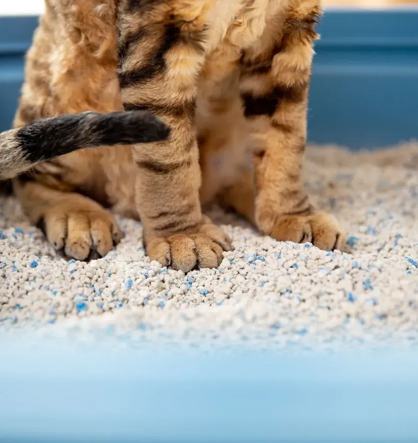 A cat sits in a litter box, its paws resting on the ground, surrounded by litter.