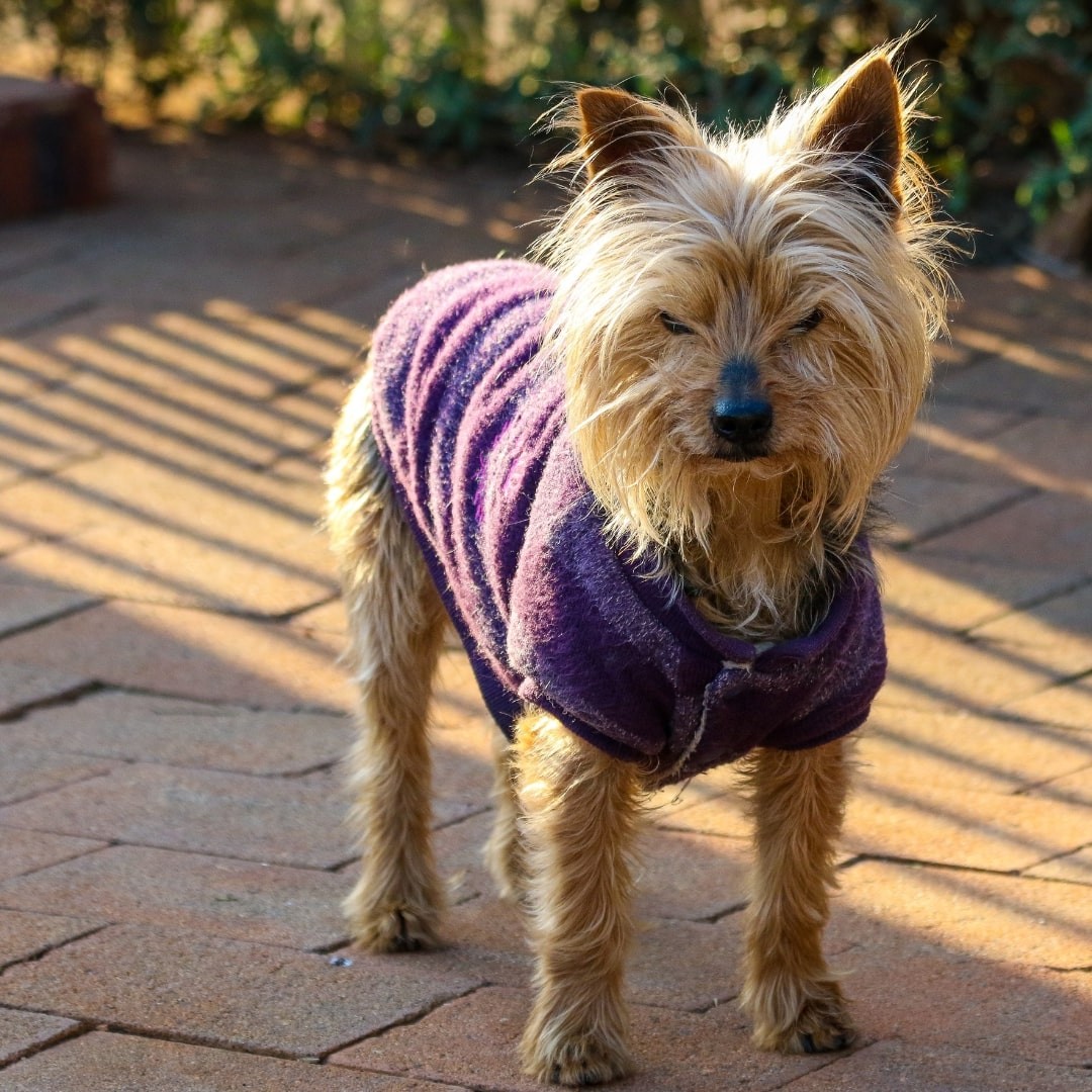 Standing furry dog wearing a vest