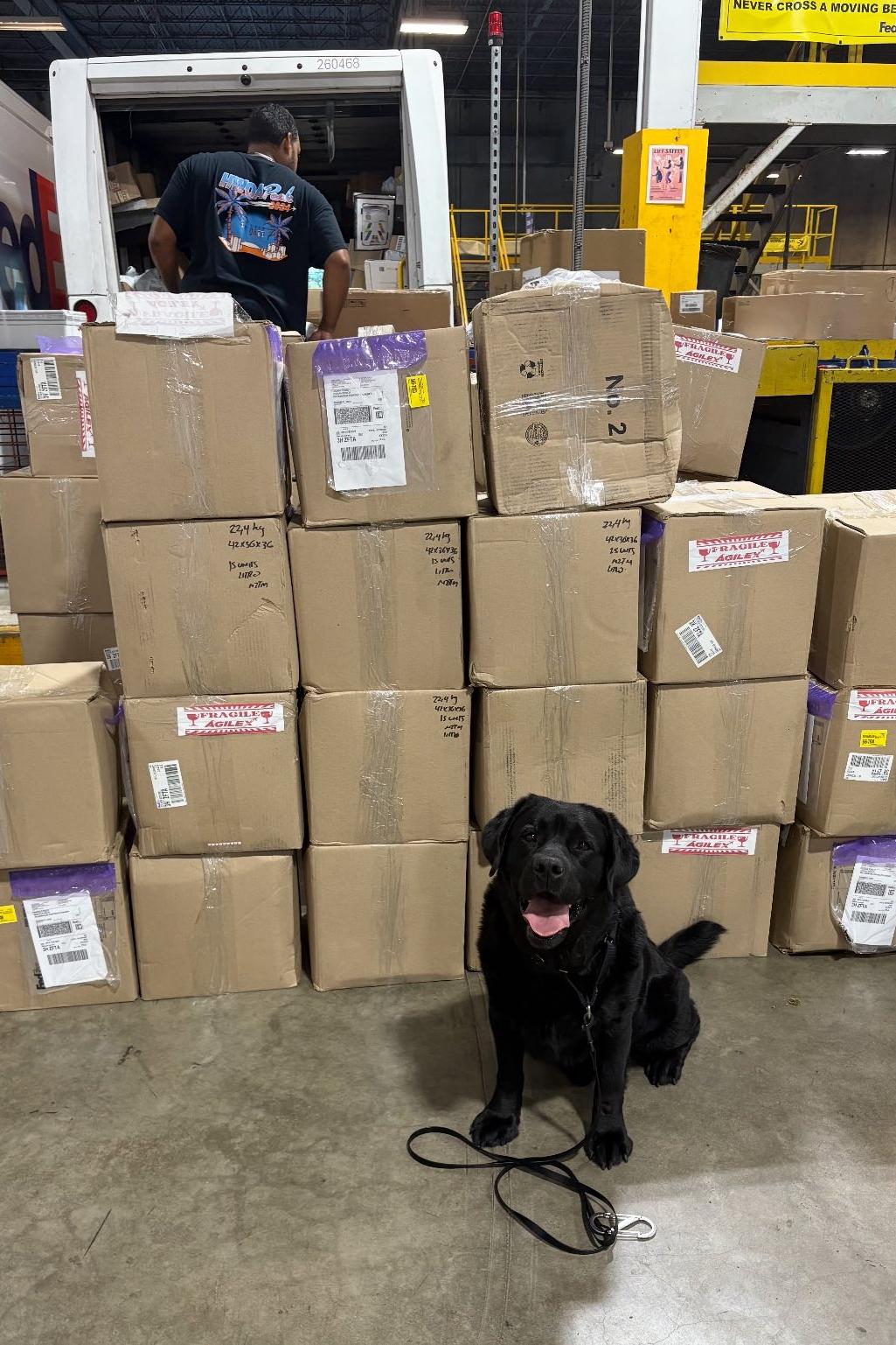 k9 higgenz searching boxes