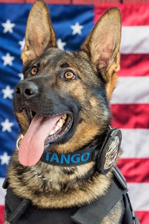 k9 tango in front of american flag