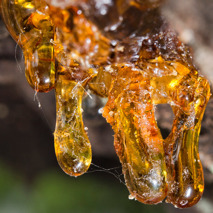 Amazing Where Can I Purchase Frankincense Scene in HD Amazing Where Can I Purchase Frankincense Scene in HD
