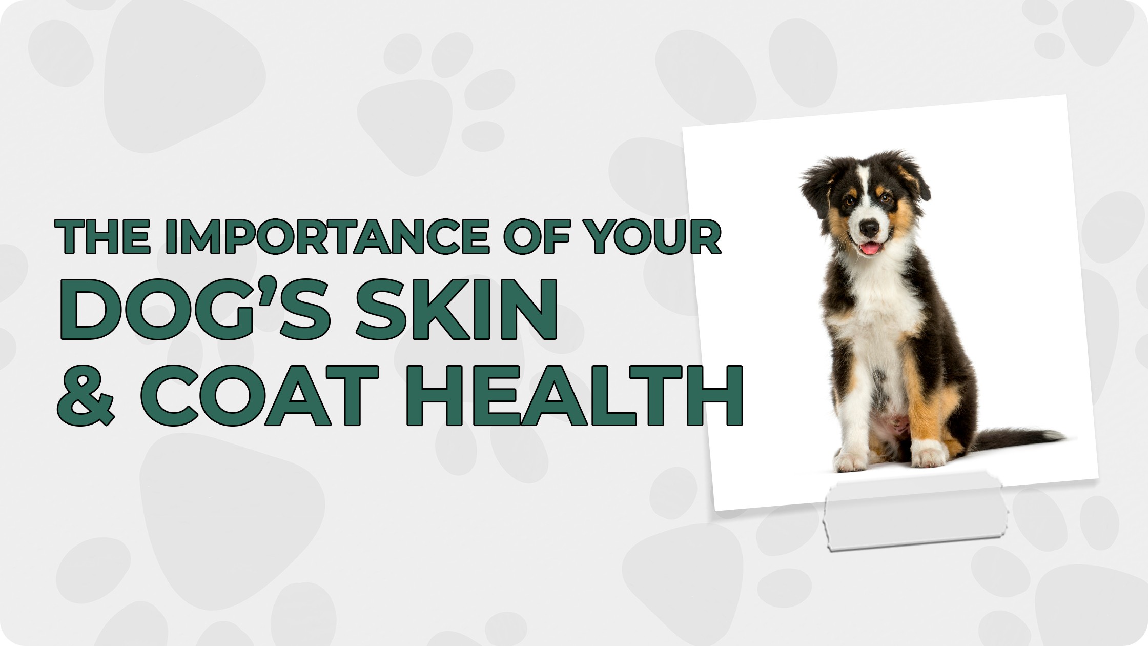 How To Keep Your Dog’s Skin & Coat Healthy
