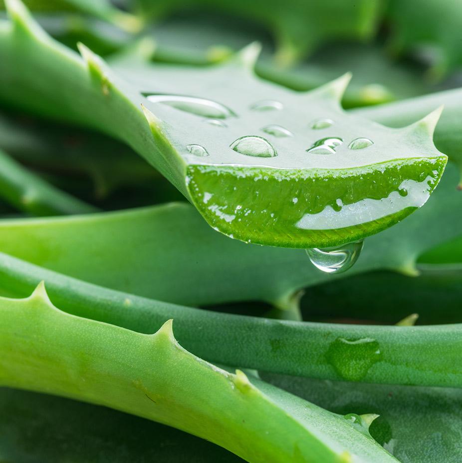 Aloe Vera