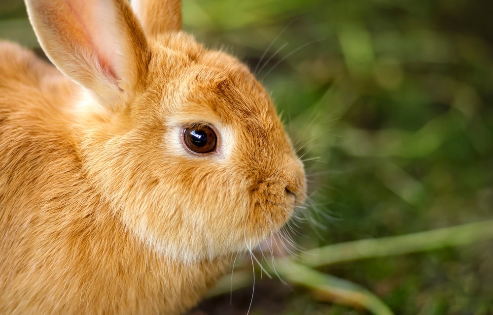 side profile of rabbit