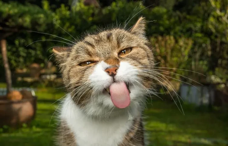 water smells bad to cats
