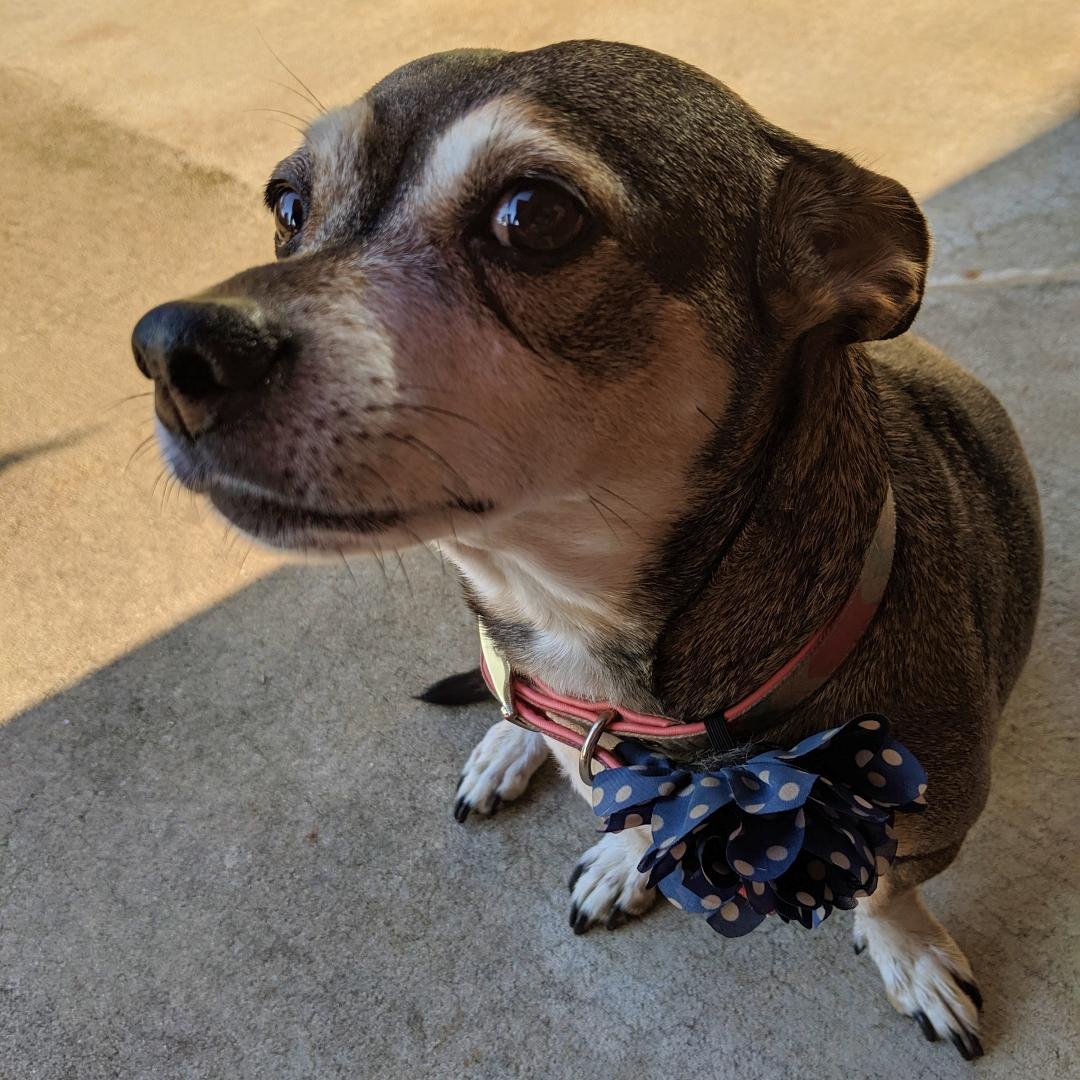 Adorable Chiweenie dog resting comfortably, showcasing the perfect blend of Chihuahua and Dachshund traits.