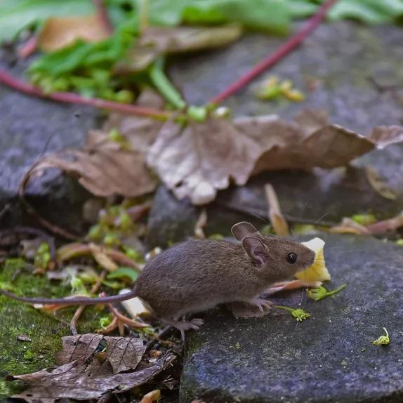 Mice