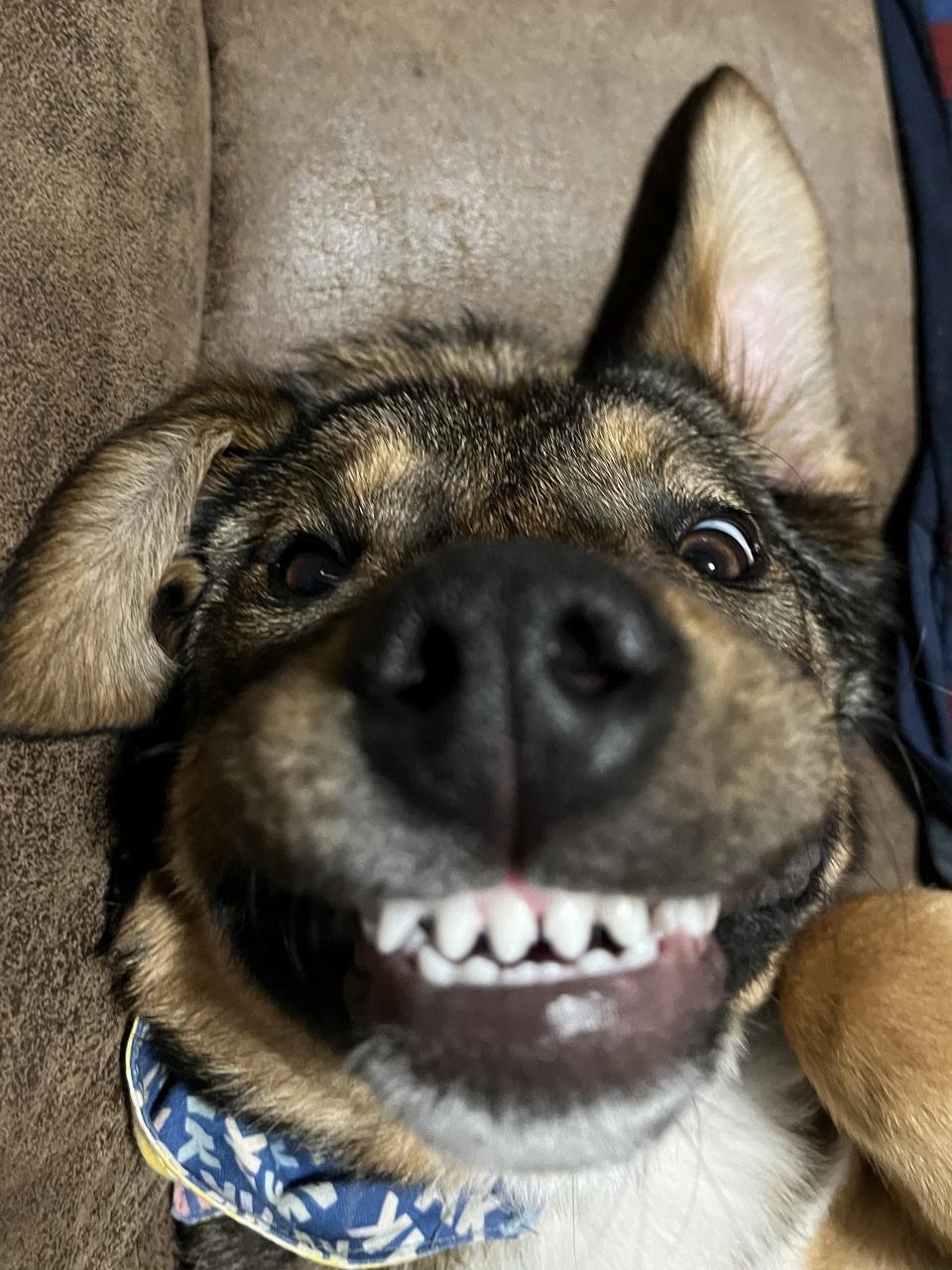 Close-up of a smiling dog showing teeth in a humorous, adorable expression while lying on a couch.