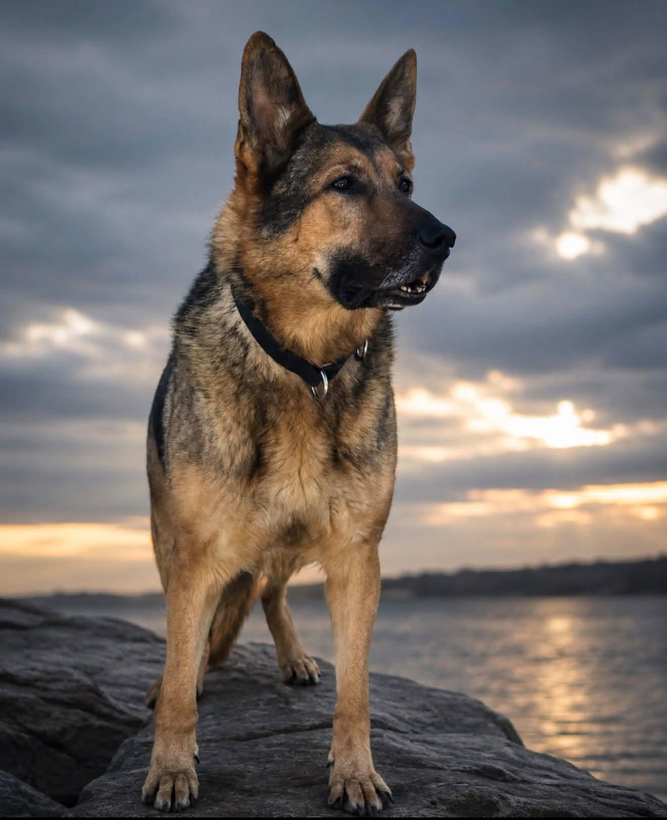 K-9 A.C. and his Handler