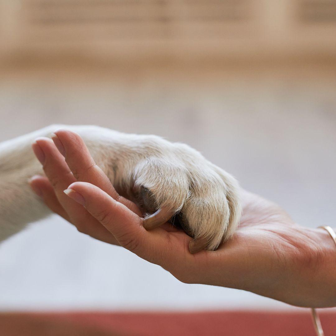 Person holding dog paw