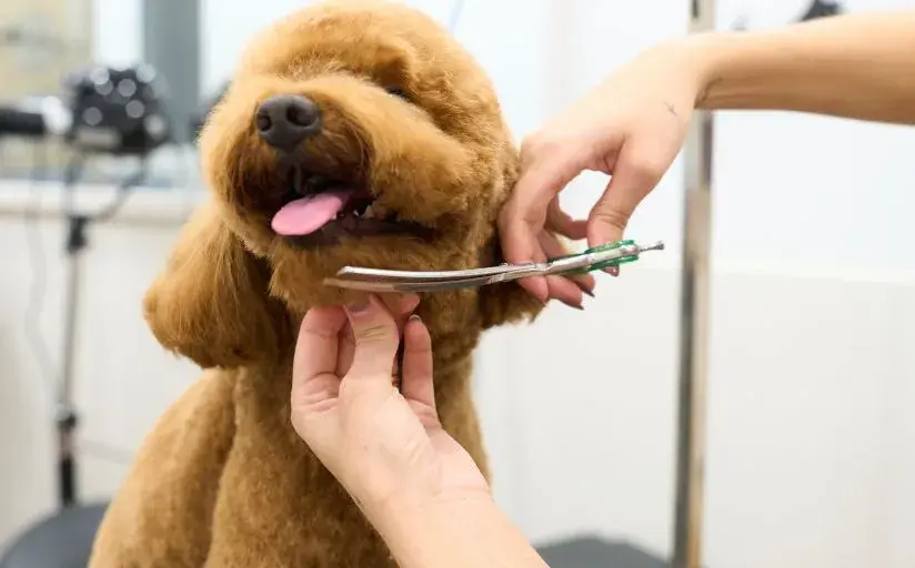 A person grooming a dog, using a brush to tidy its fur in a well-lit grooming area.