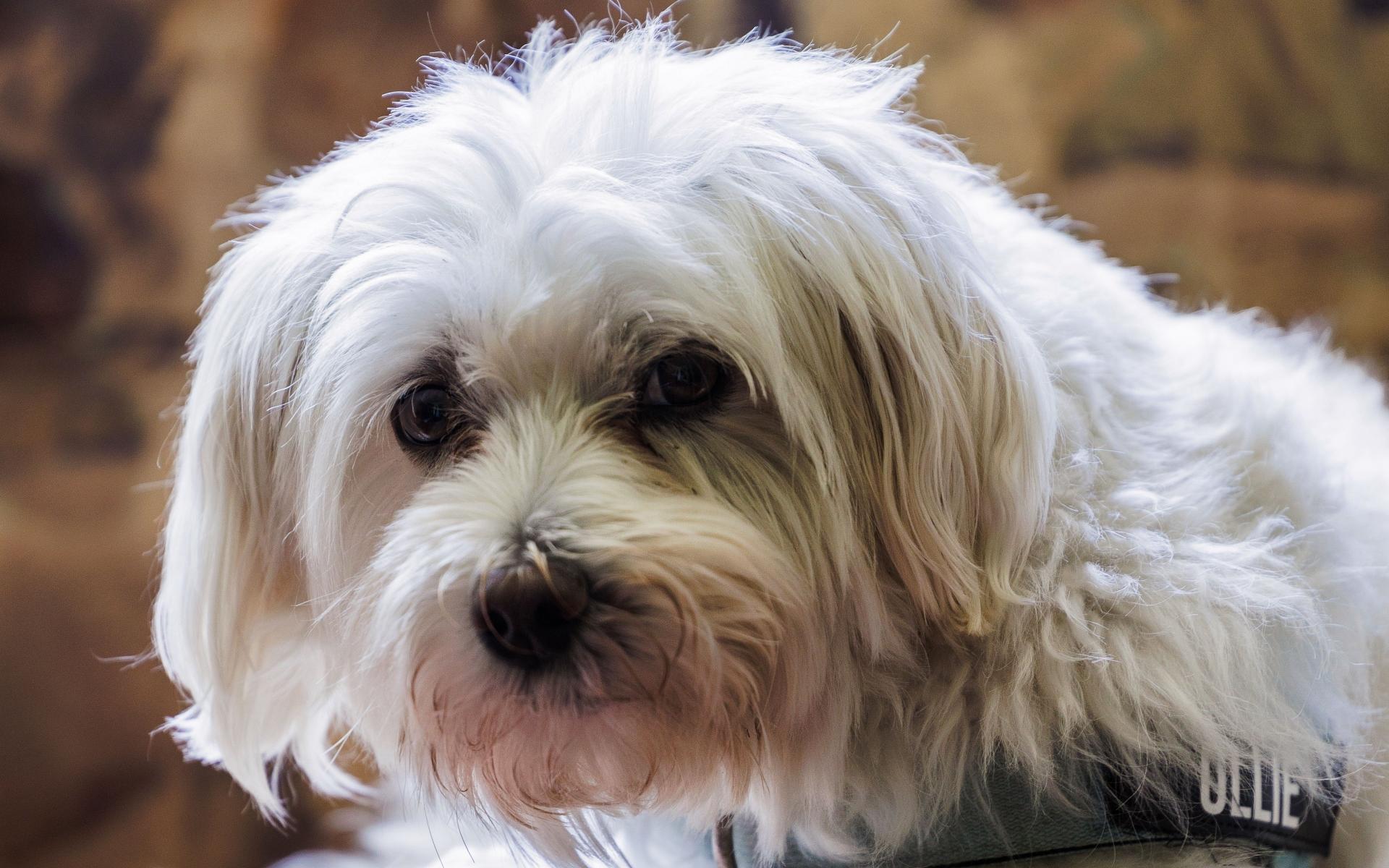 White Havanese Dog resting on a patterned couch indoors, showcasing its soft fur and gentle expression.