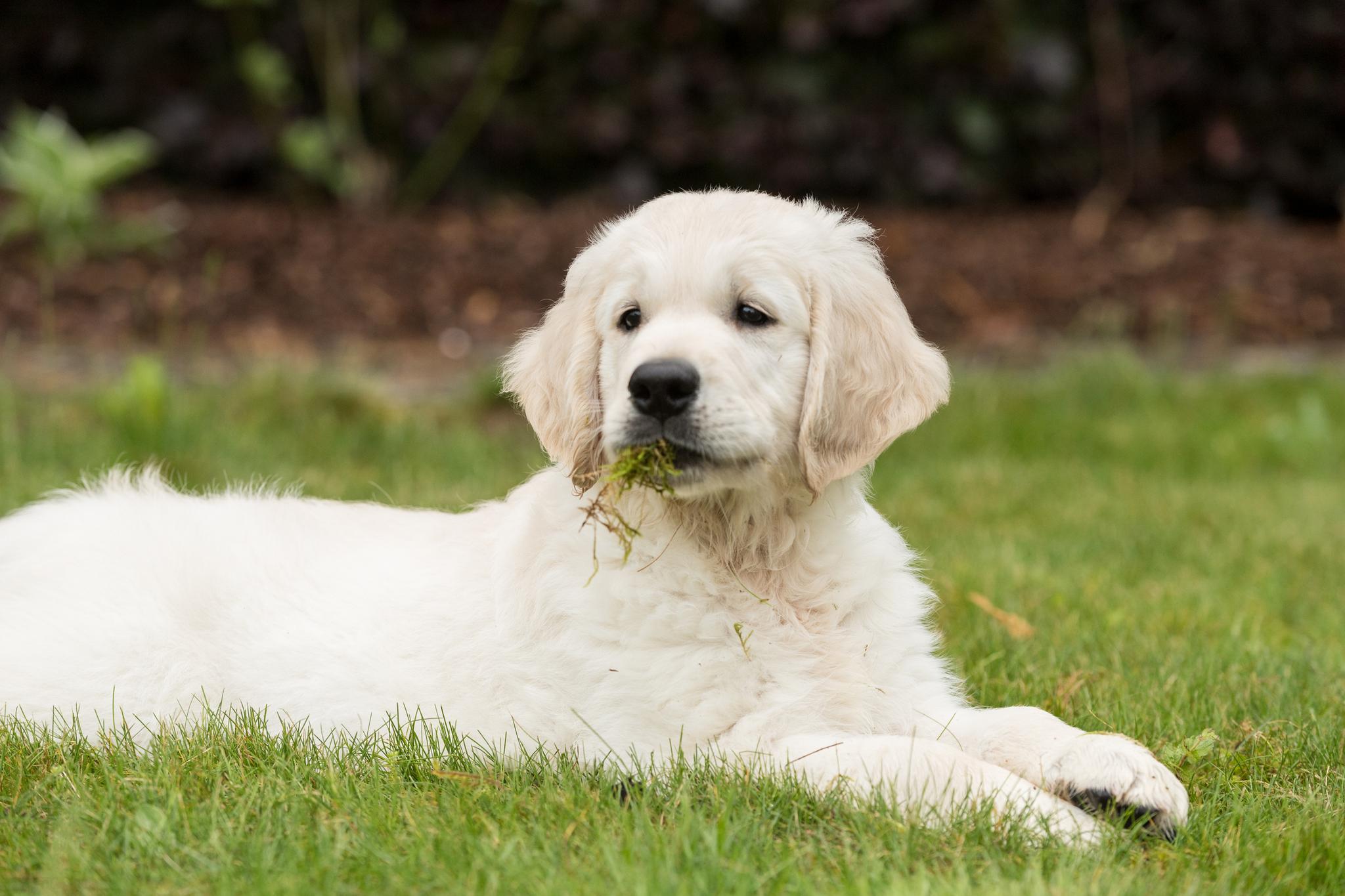 Dog Behavior: Why Do Dogs Eat Grass