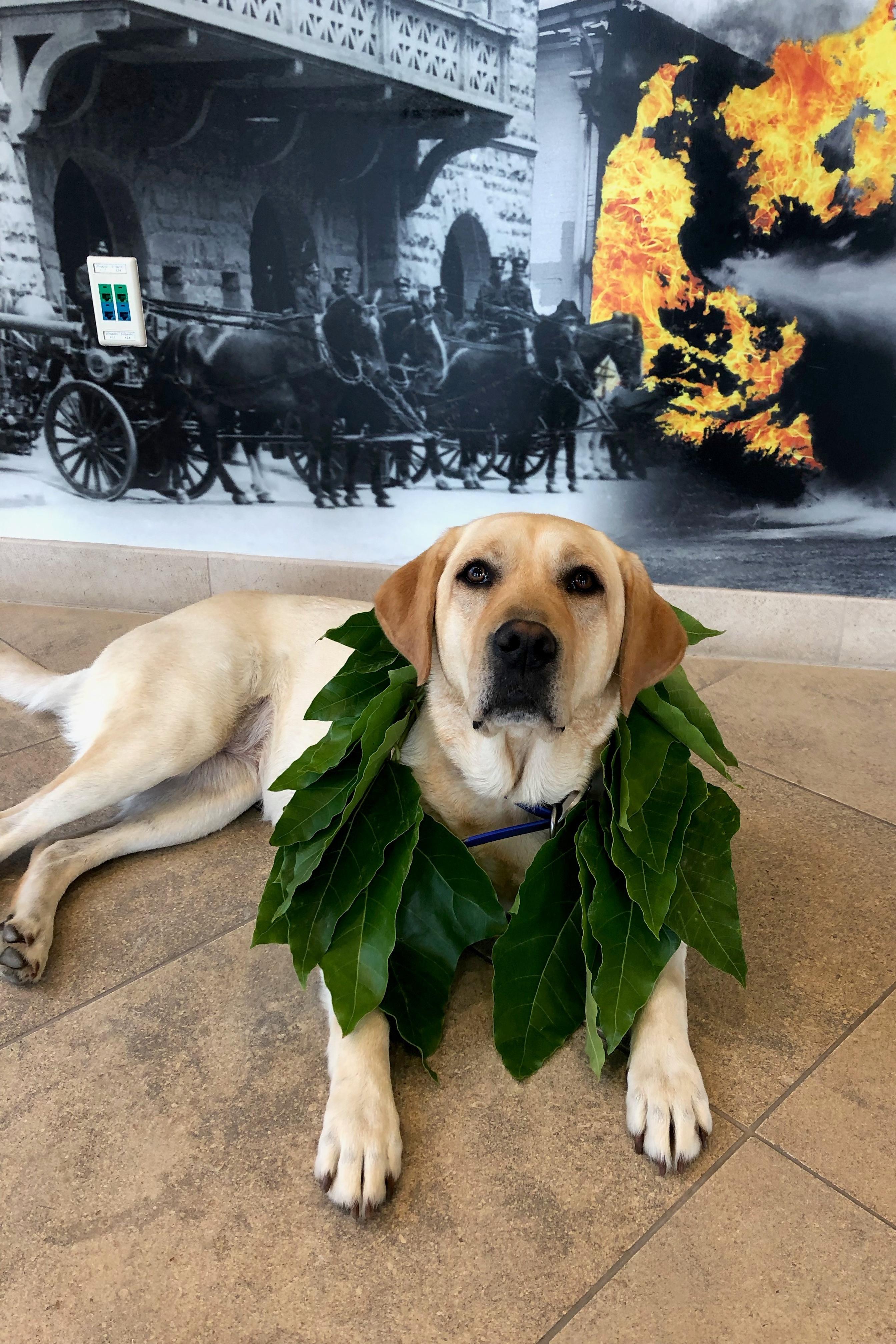 k-9 daisy-kukui in a lei