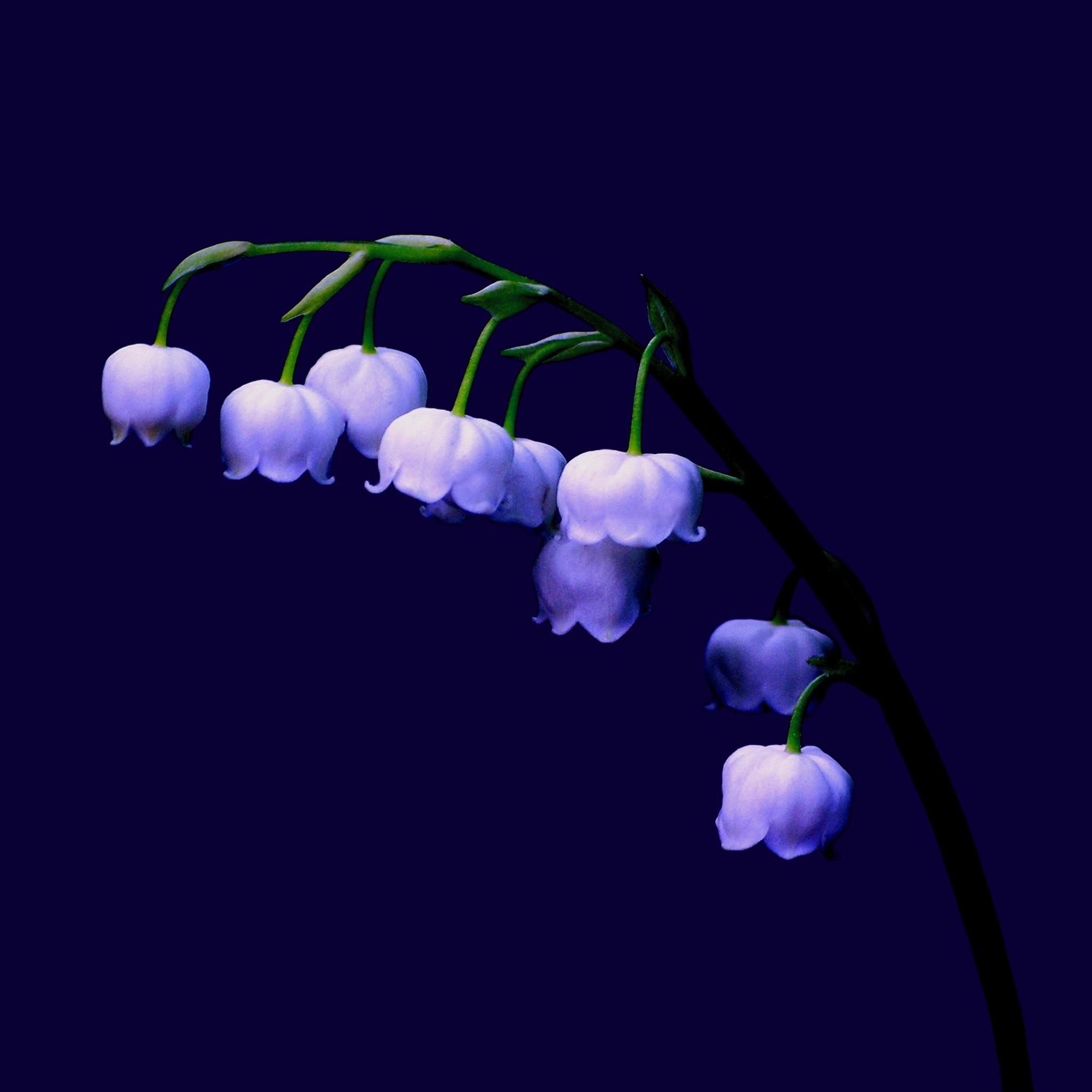 Lily of the Valley flower