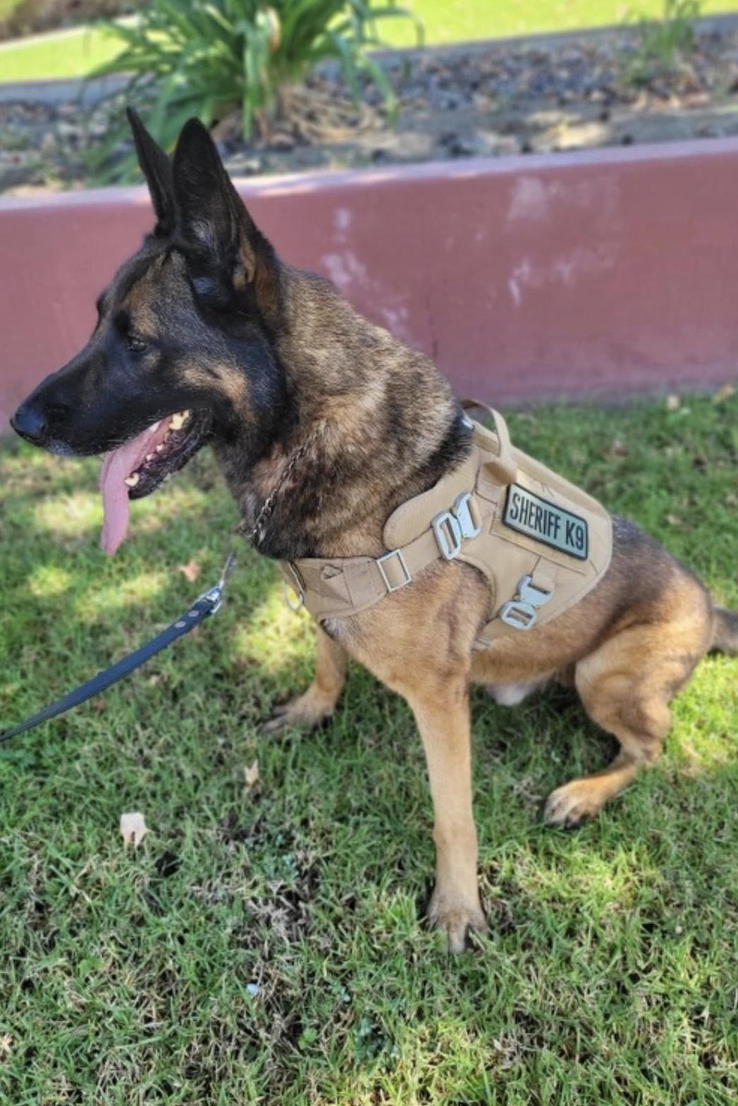 k9 fury in his vest