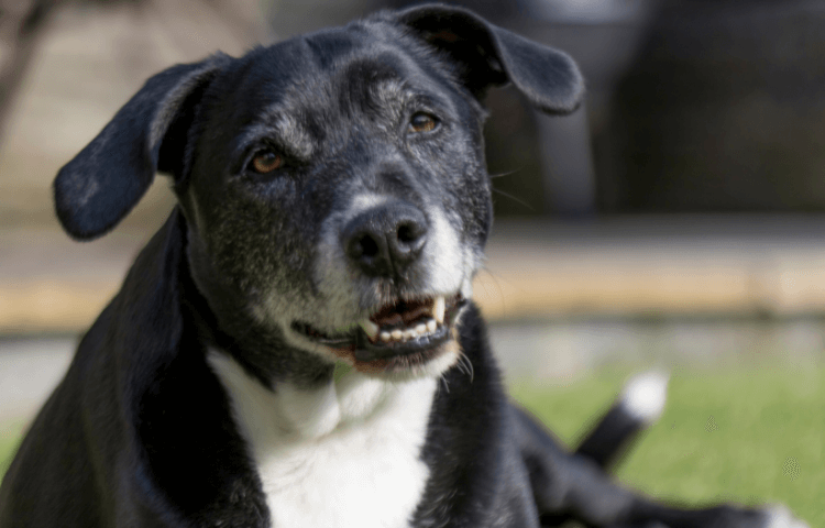 The Door Buddy - Caring for Senior Dogs - Cover Photo