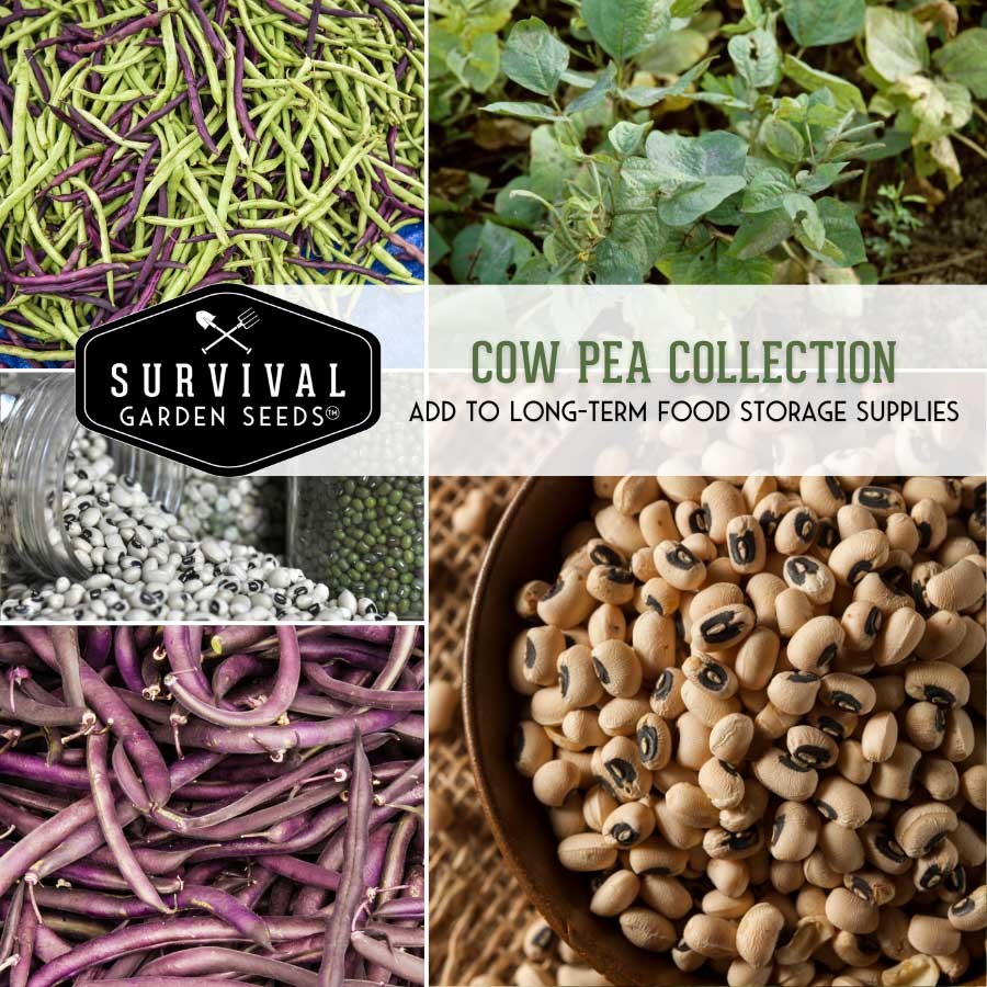 Cow Peas Seed Collection