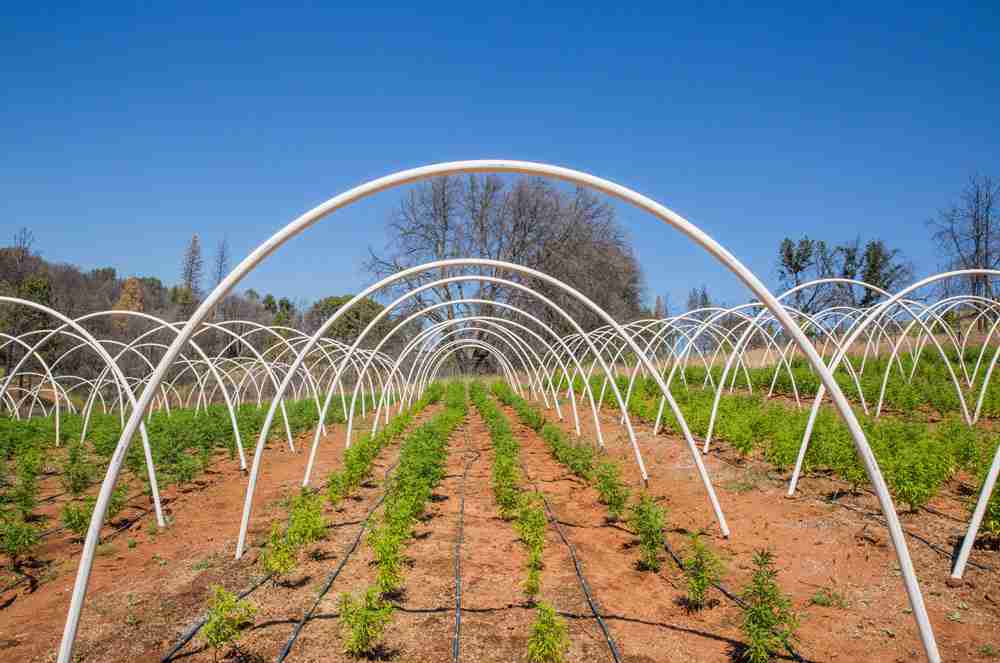 How is hemp grown? Does it matter?