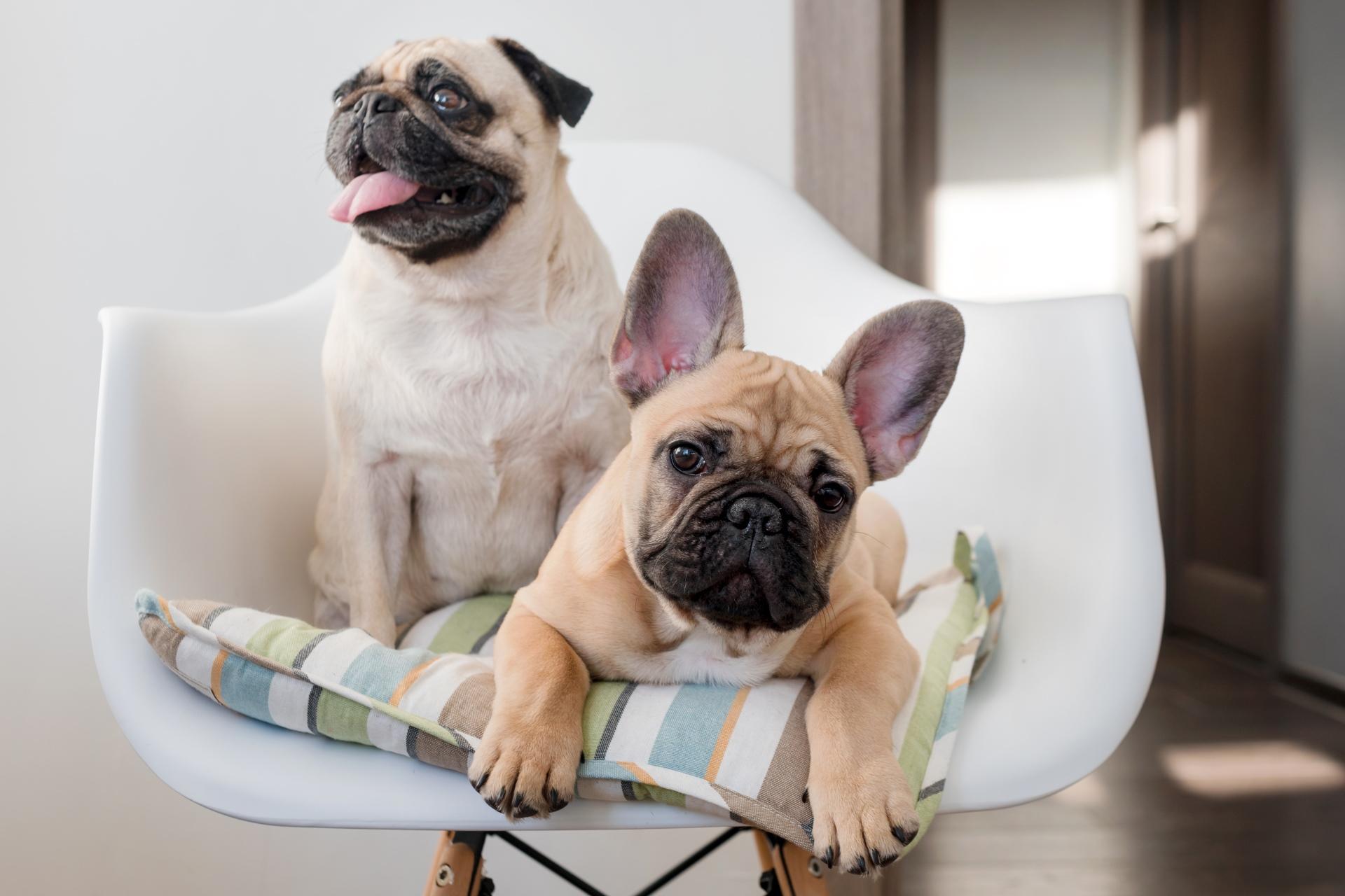 pug dog and french bulldog sitting on a chair