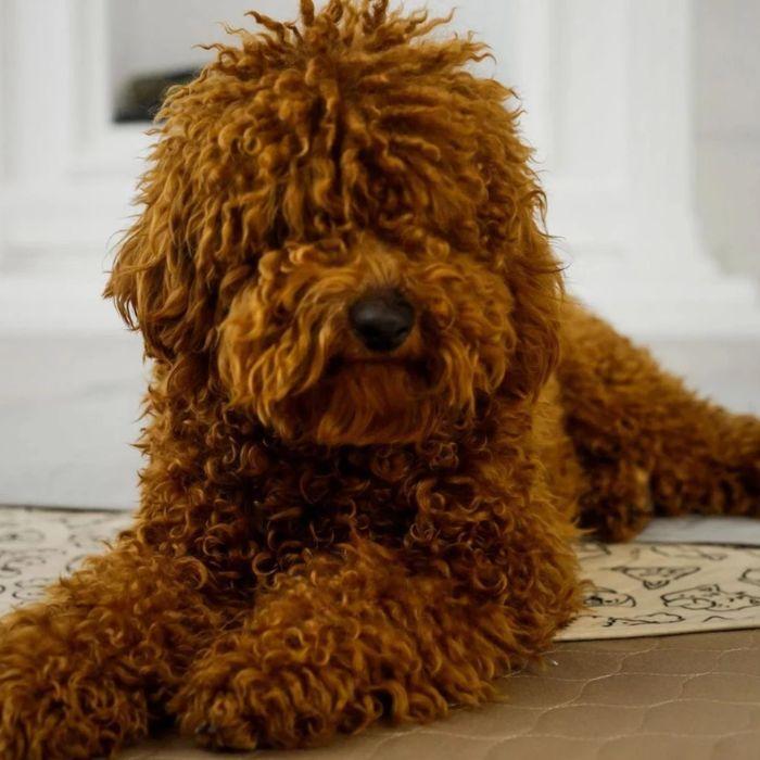 Dog lying on potty pads