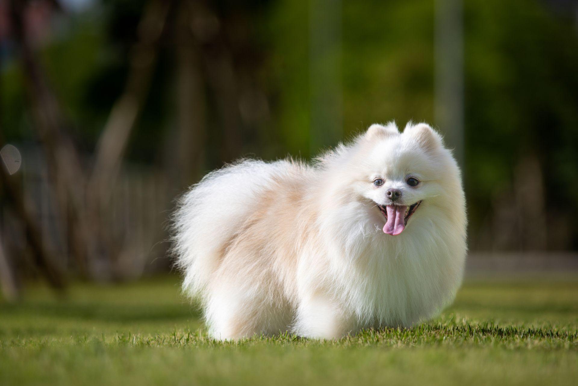 Japanese Spitz Dog is Happy