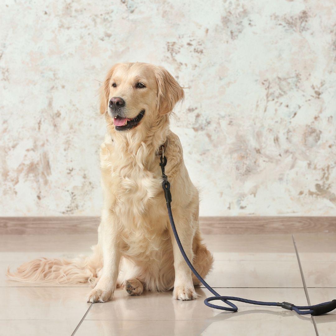 Labrador Dog with Lead Indoors