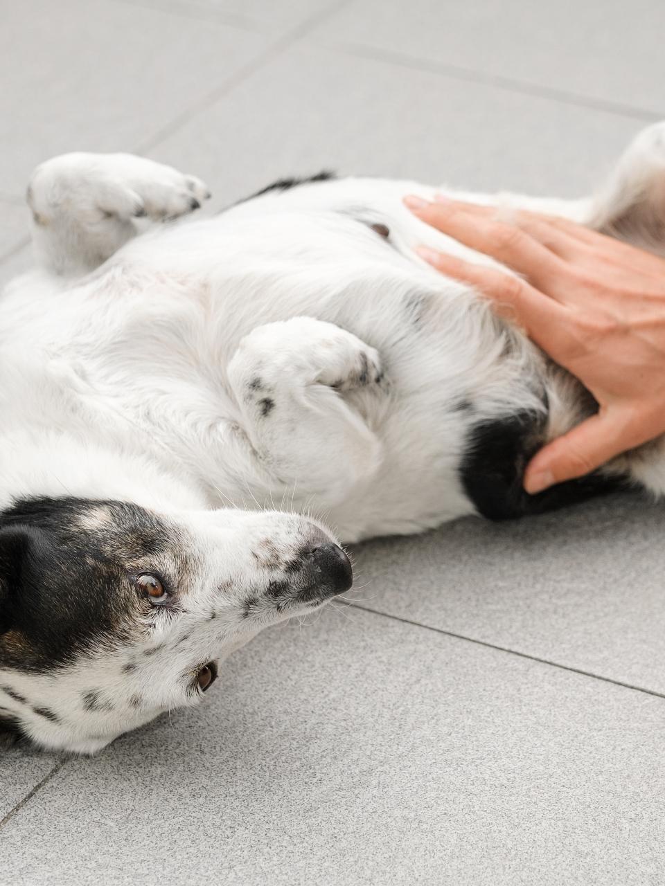 Cute black and white mongrel dog is being pet by her owner, he is stroking her belly.