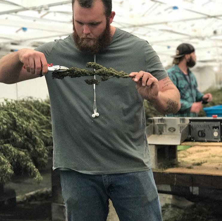 Rocket Domes Man Trimming Hemp