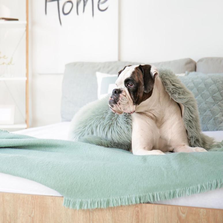 Why does dog pee on my bed and How to Stop It Potty Buddy Potty Buddy™