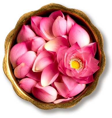 Lotus Flower