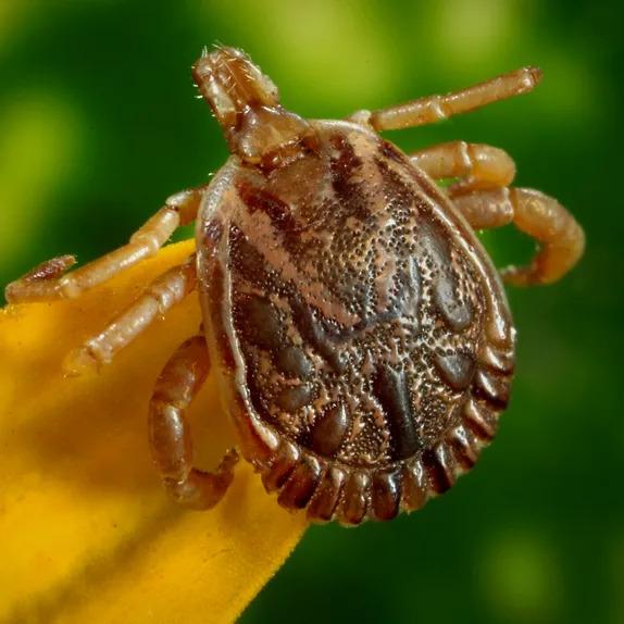 Ticks