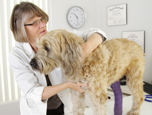 VET WITH DOG IN LEG CAST