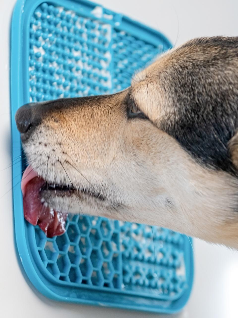 cute dog using lick mat attached to the fridge