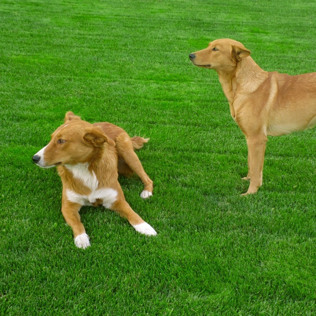 Two dogs on the grass