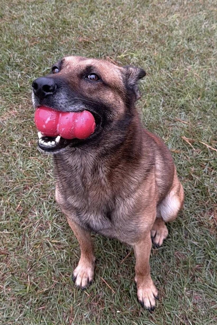 k9 brit with kong