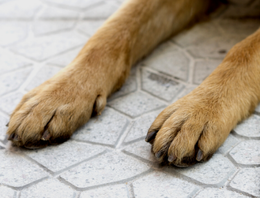 DOG PAWS