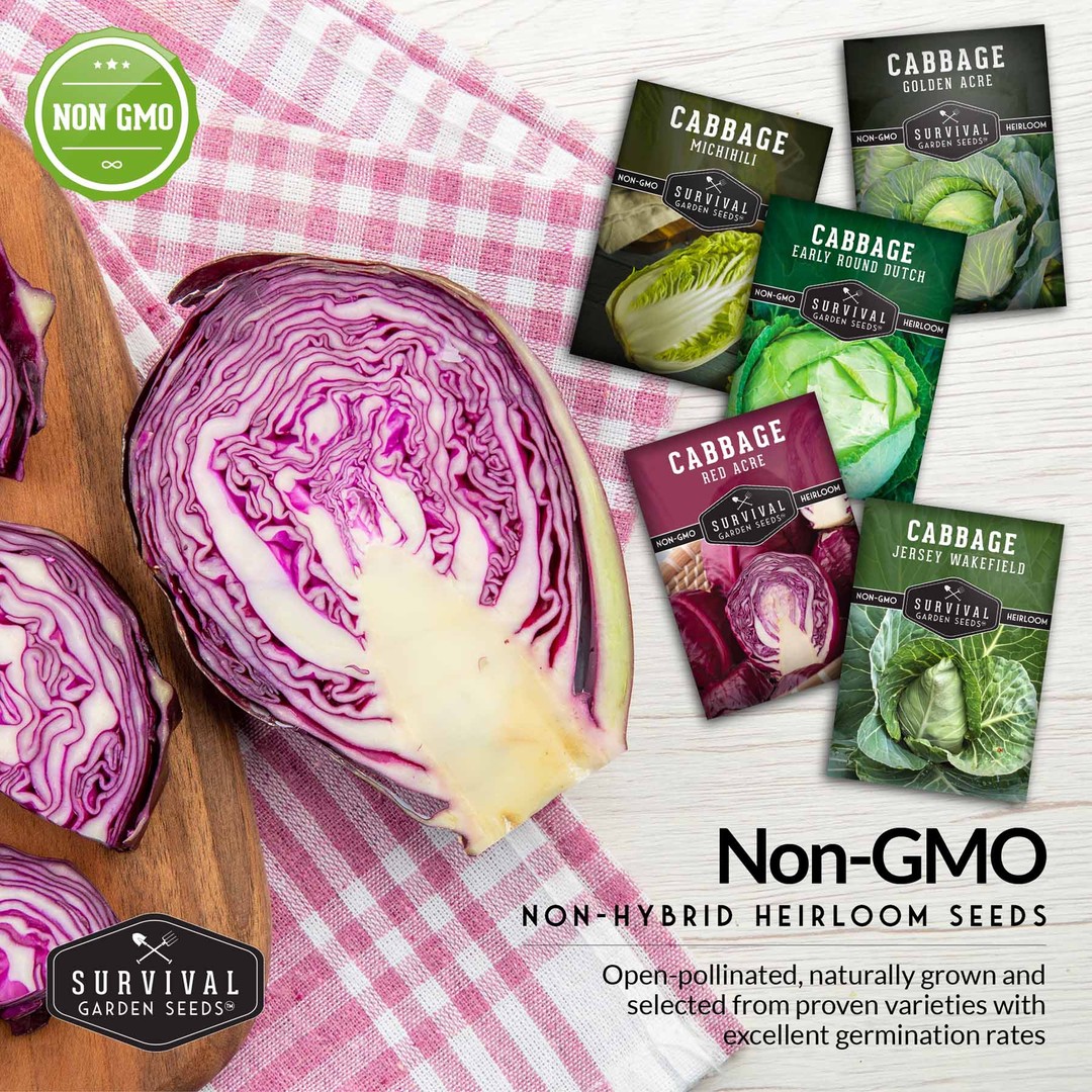 Non-GMO non-hybrid heirloom cabbage seeds with excellent germination