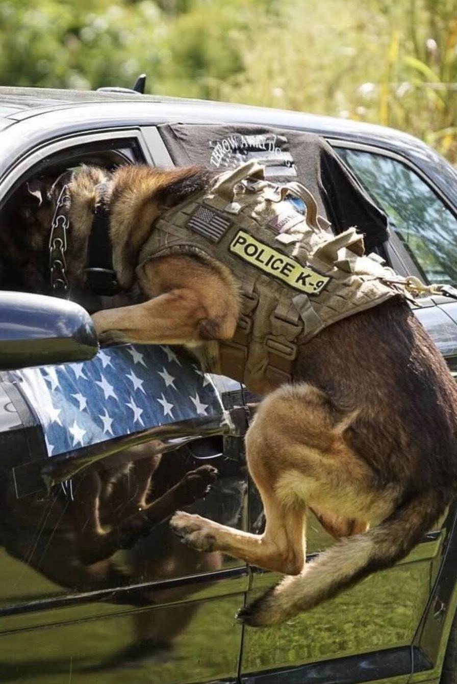 k9 wilson jumping into a car