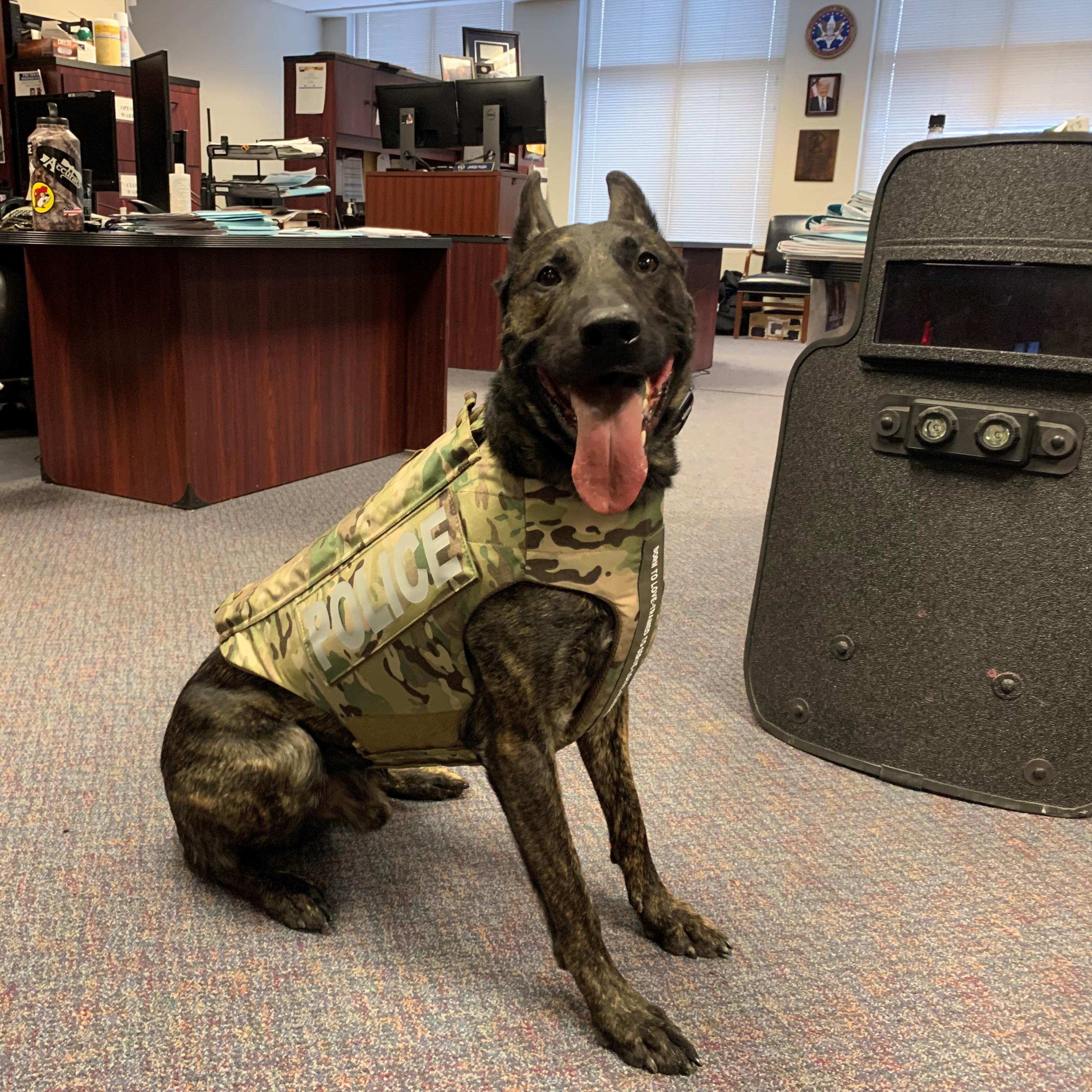 k9 kevin