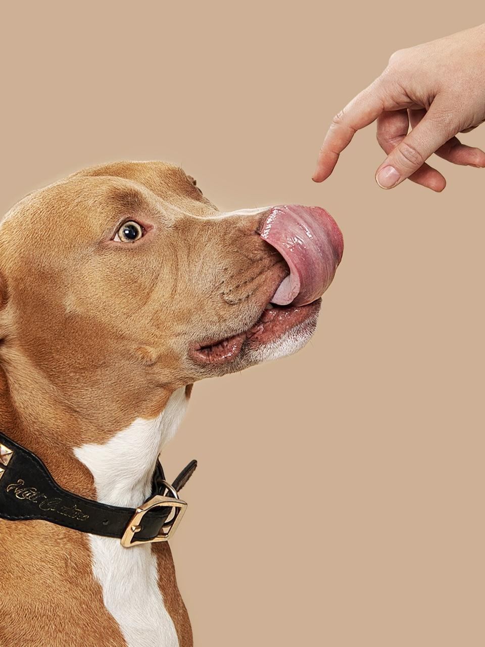 human hand with extended index finger reaching to dog; dog licking lips; creation of dog