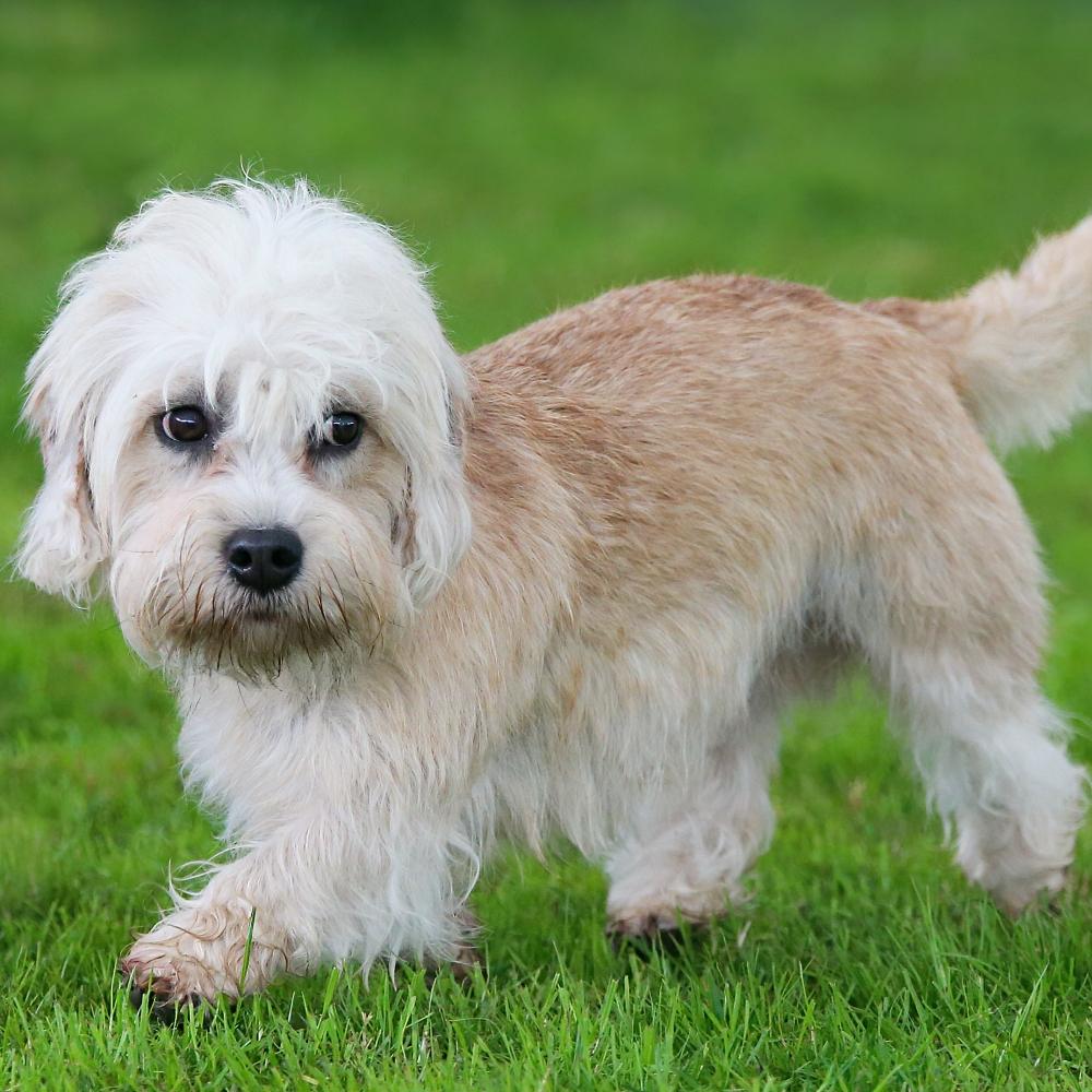 Dandie Dinmont Terrier dog