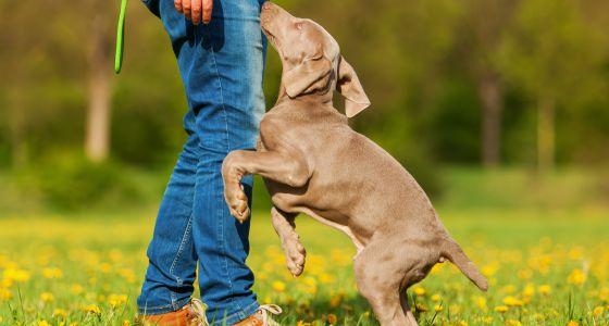 Puppy jumping up at person