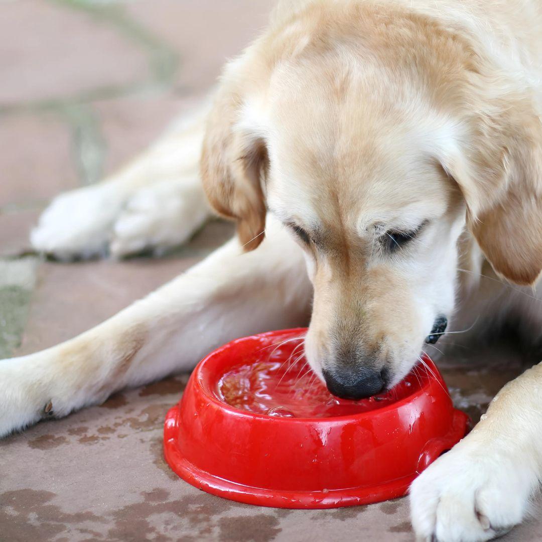 Dog is drinking water