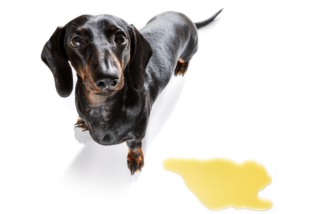 A Dachshund standing over a pee stain