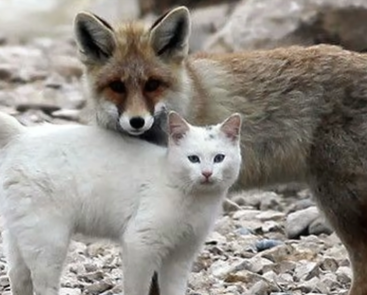 Mačka i lisica