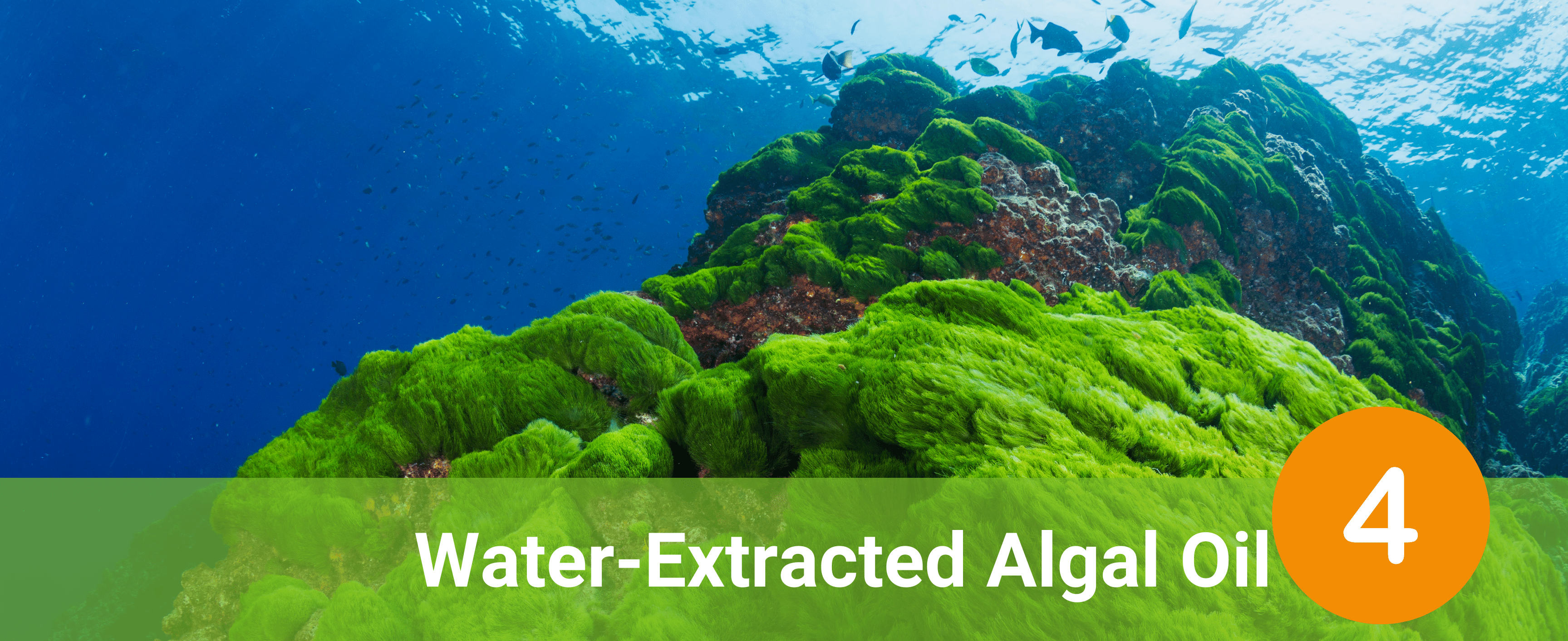 Algae covering an underwater rock formation